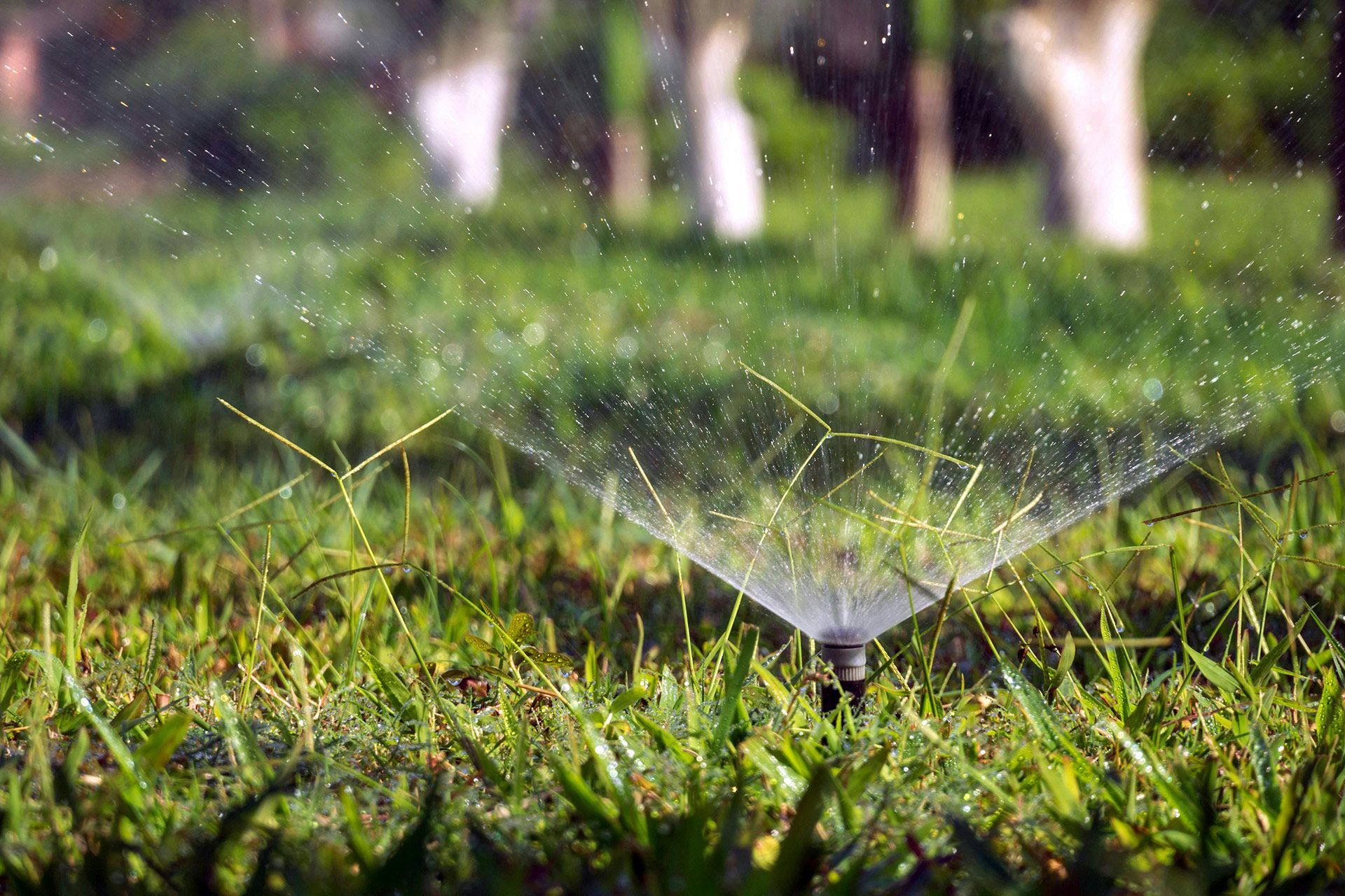 Sprinkler watering green grass in a yard, with blurred trees in the background.