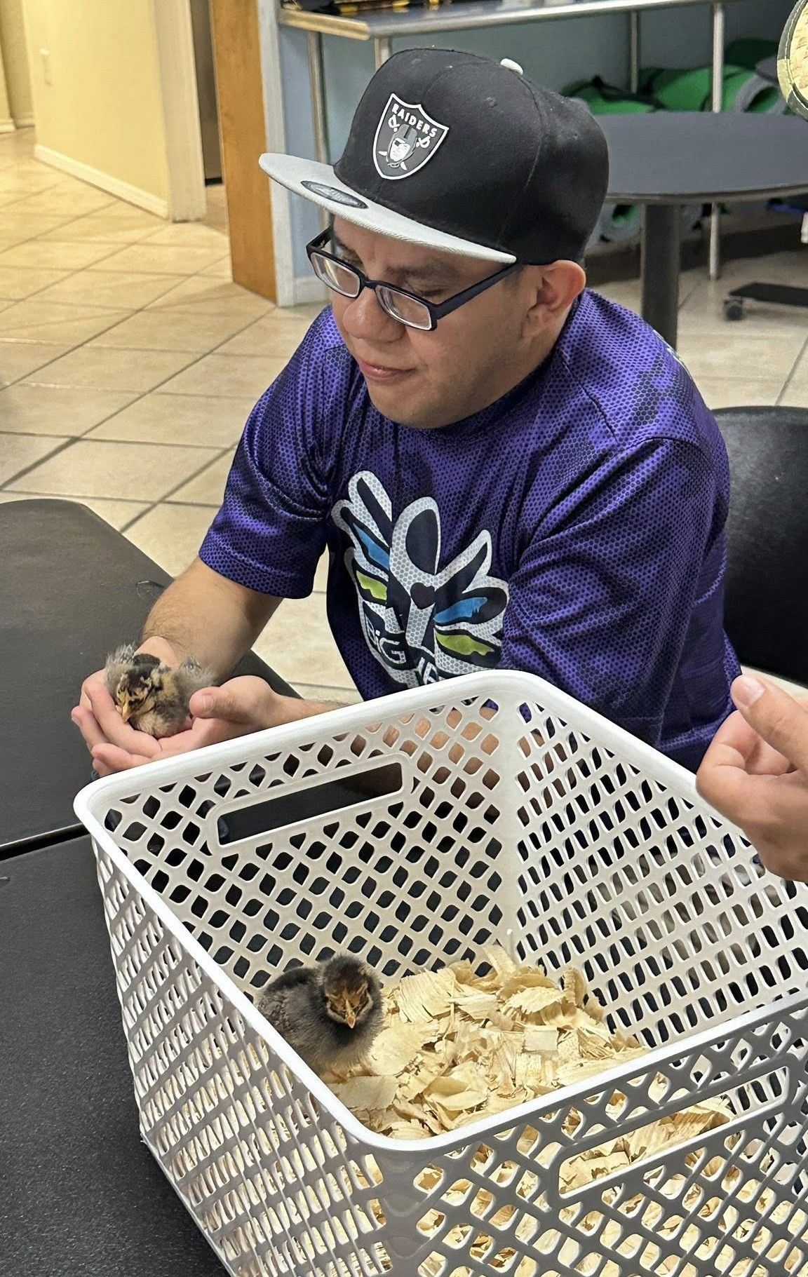 Man in purple shirt holds a chick. Another chick in a white basket with wood shavings.