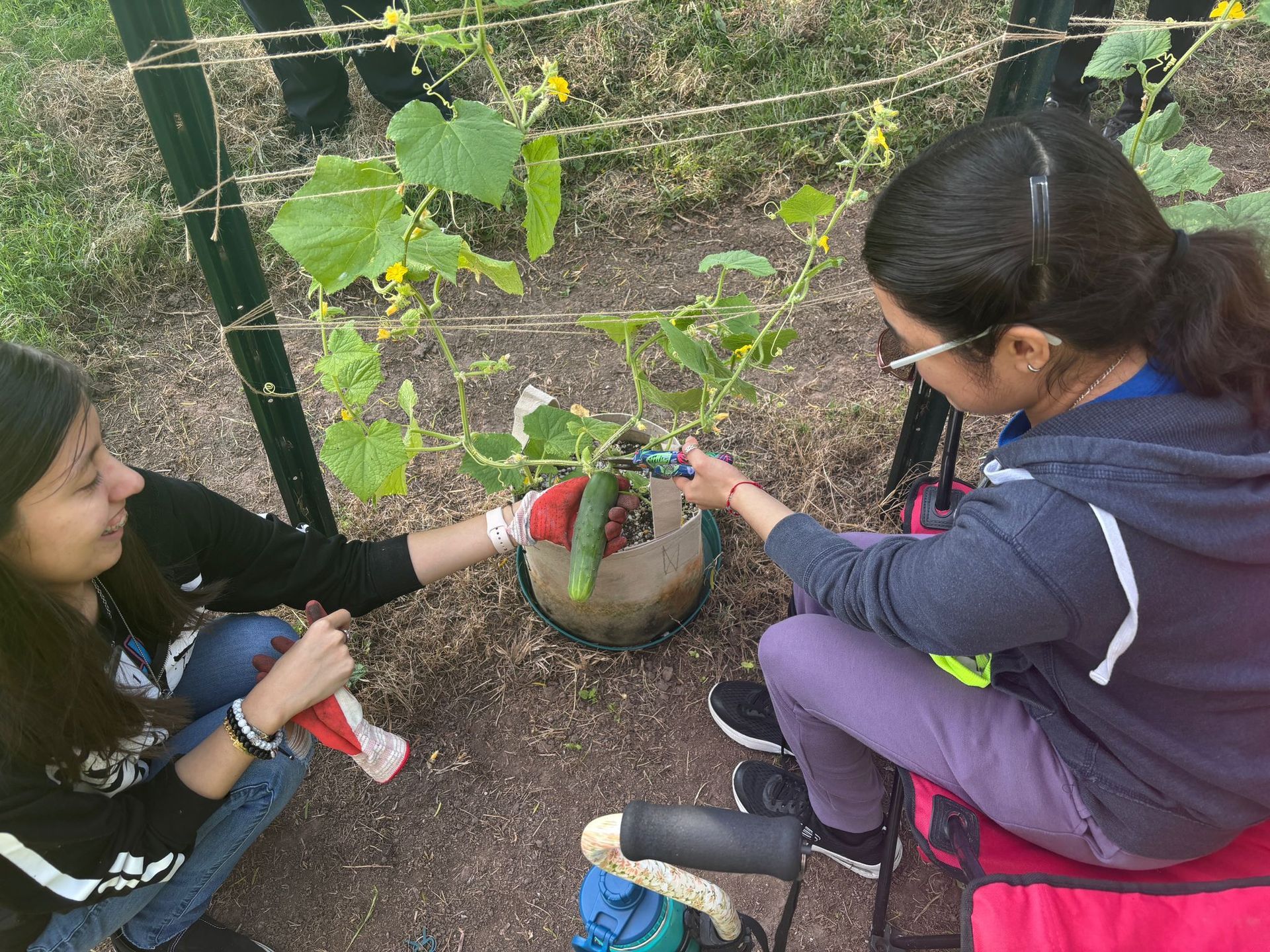 Two girls are picking cucumbers from a plant in a garden.