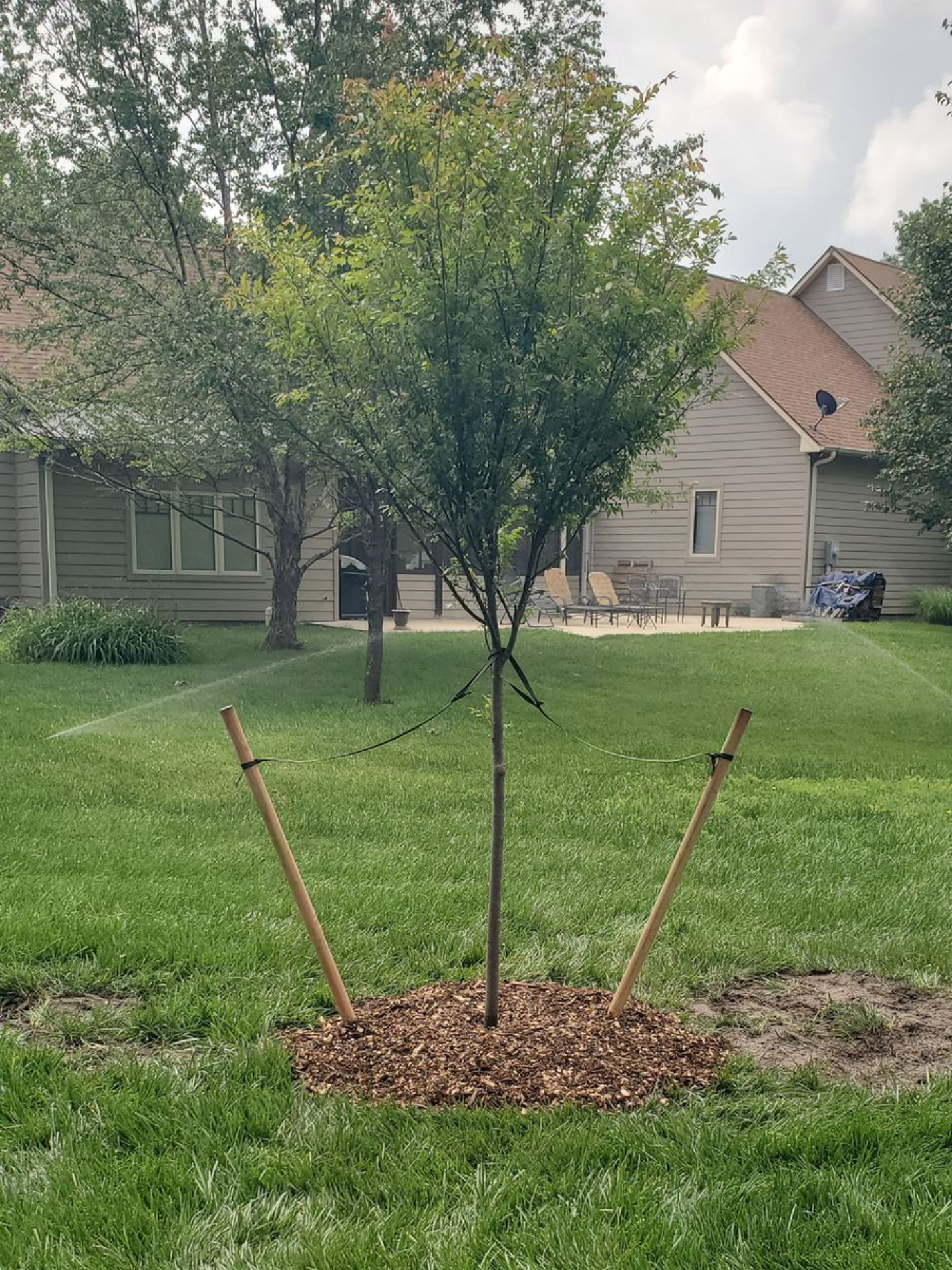 Young tree supported by stakes in a mulch bed on a suburban lawn with houses in the background
