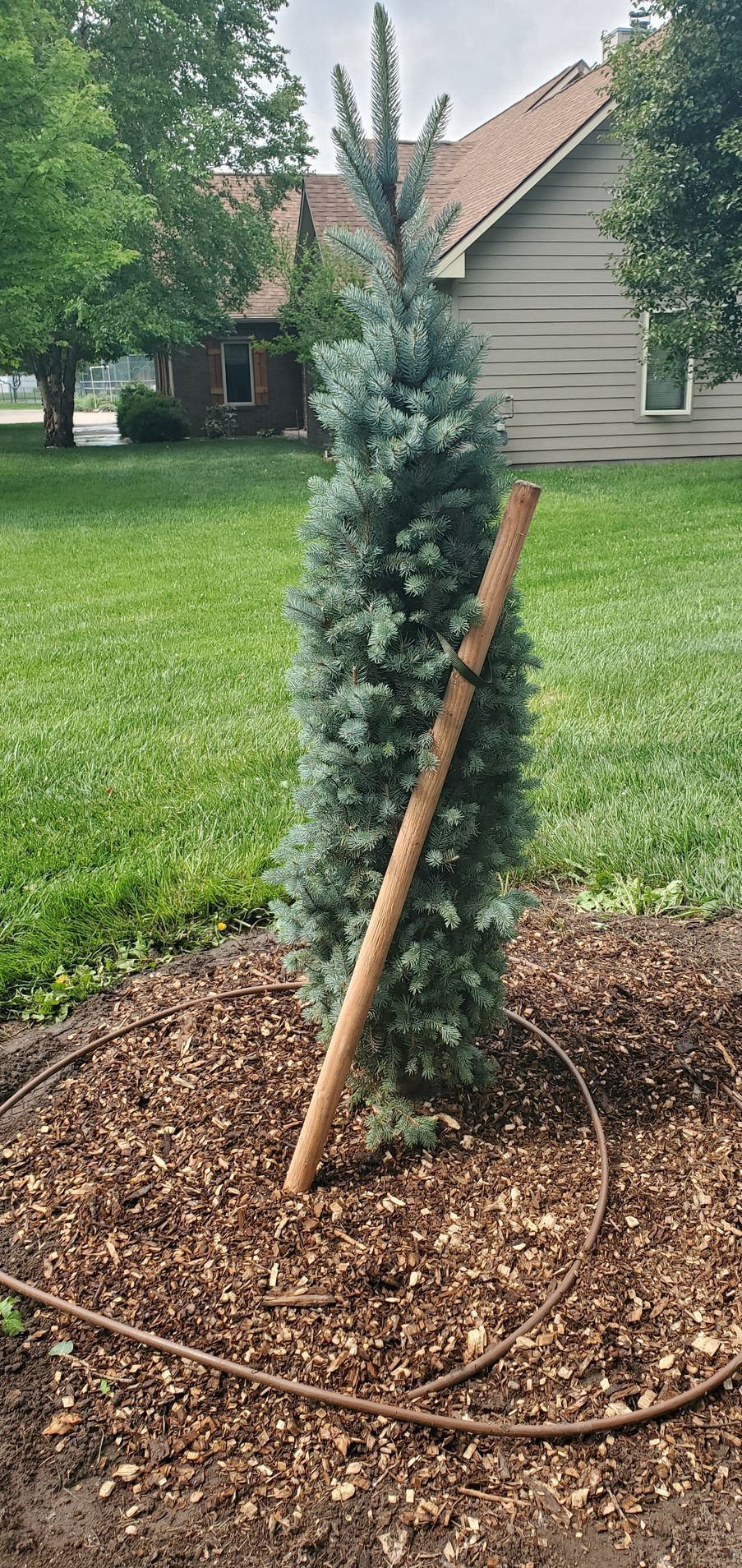 Young evergreen tree staked in a mulched yard lawn, with a house in the background