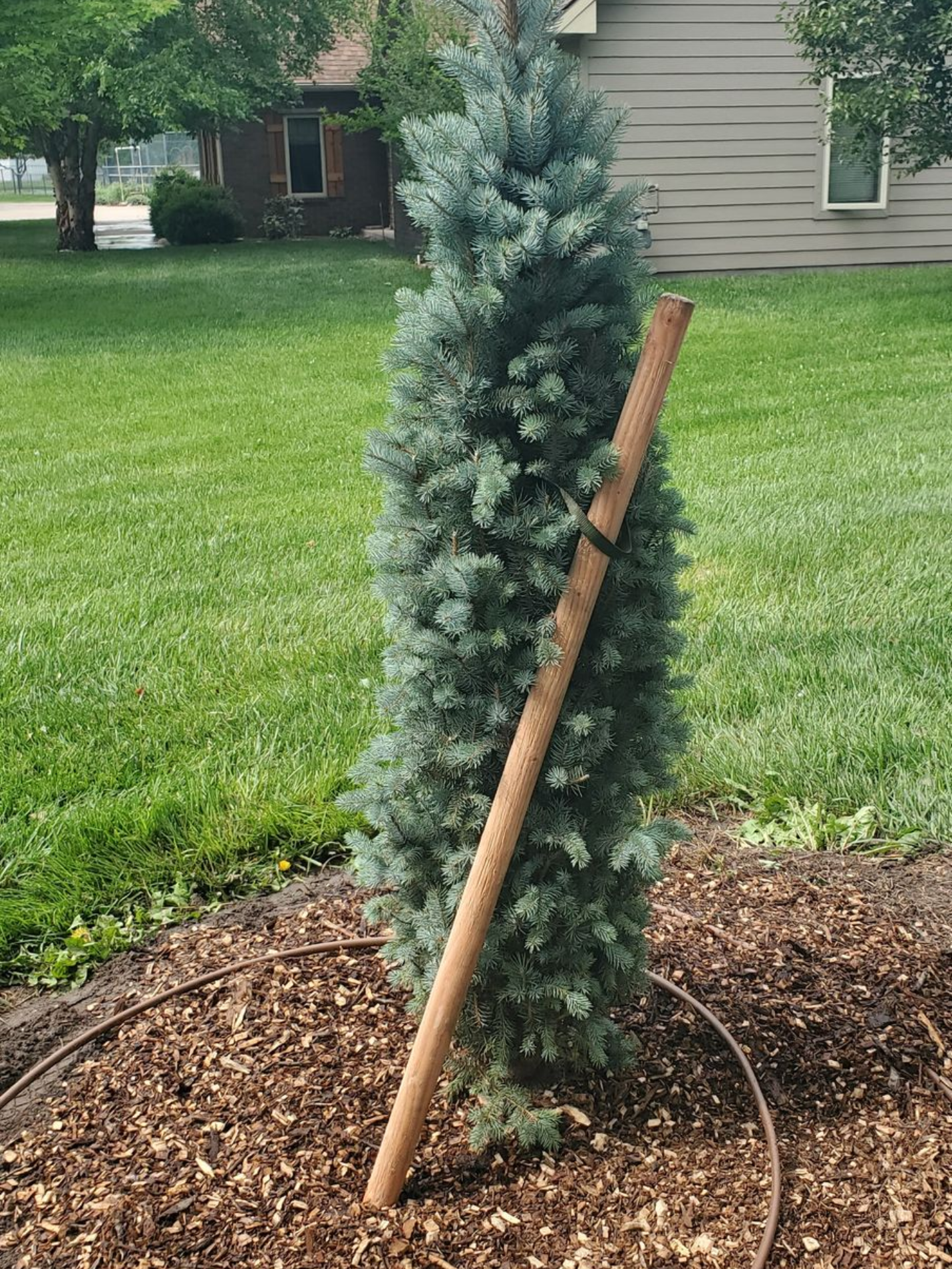 Young blue spruce tree staked in a mulched yard beside a house