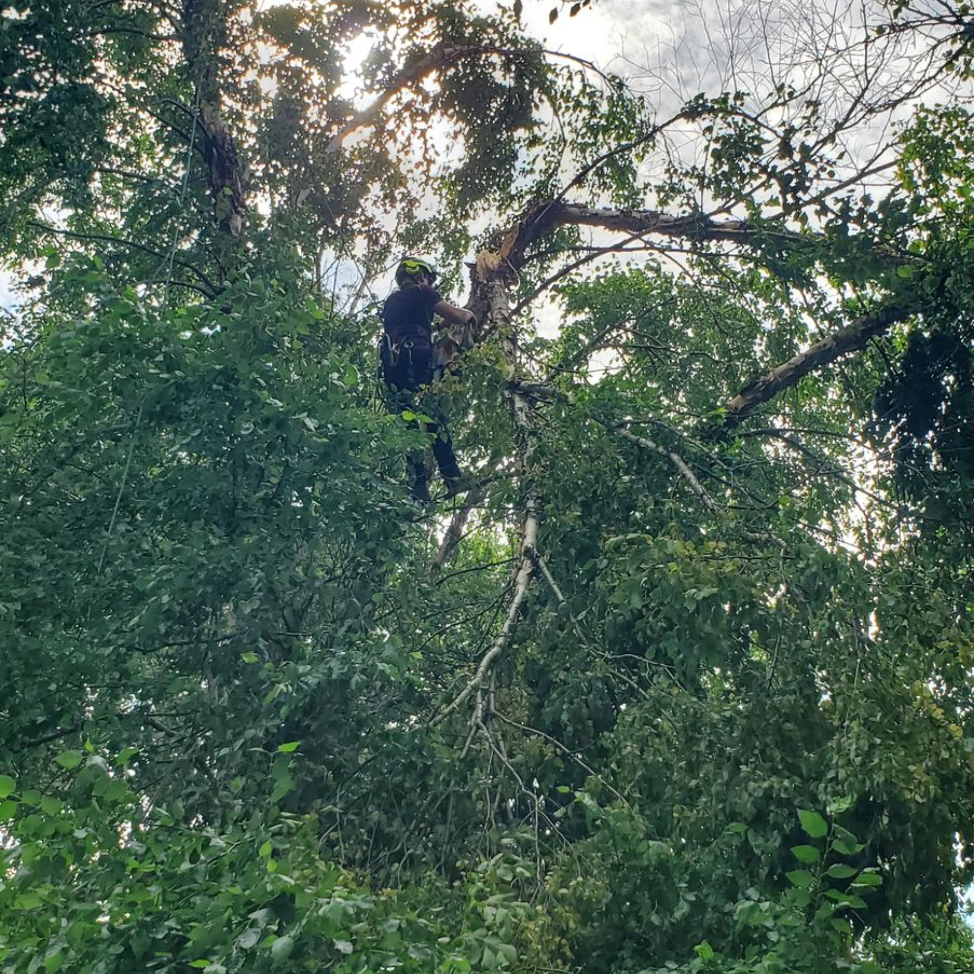 Person climbing a rope high in a leafy tree canopy