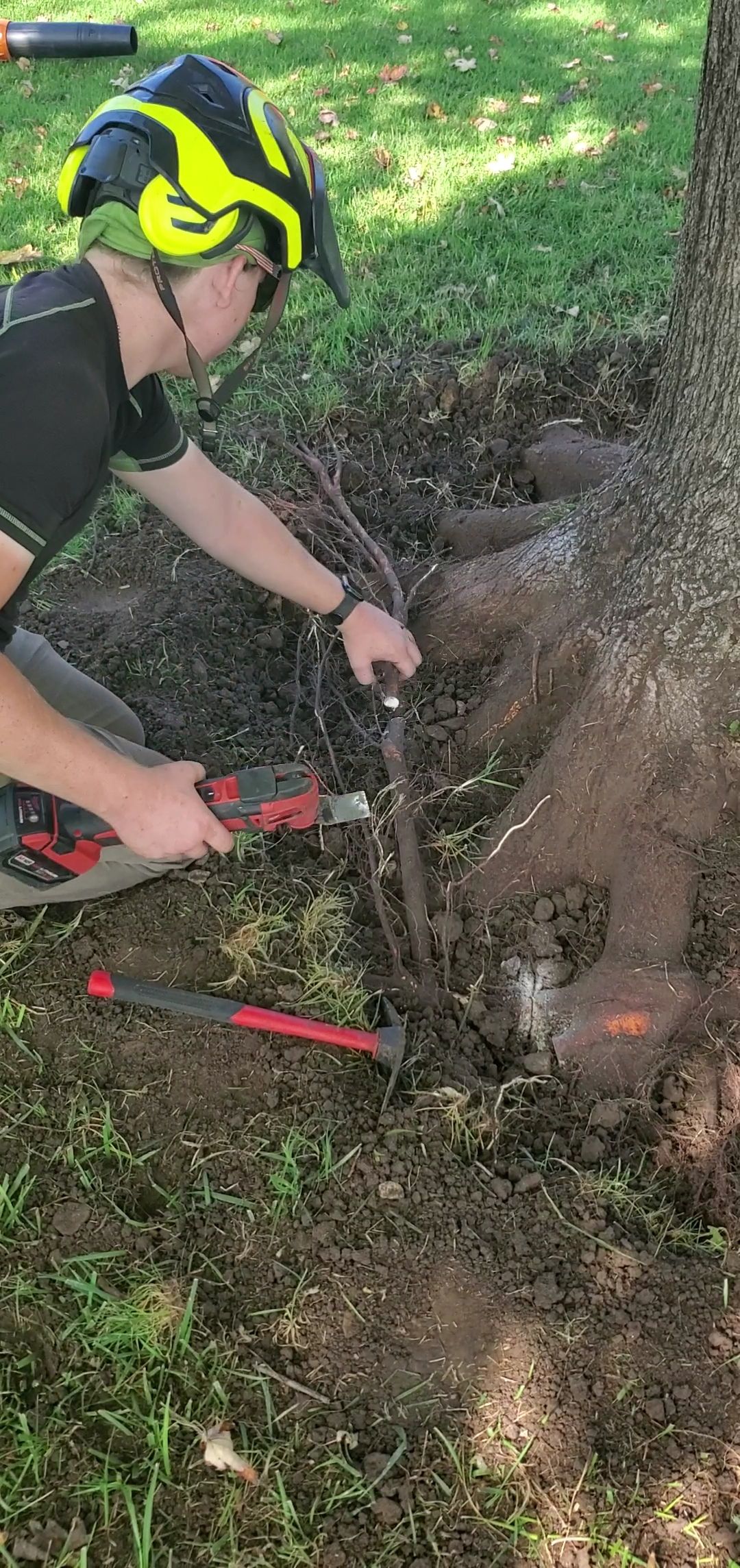 Person in helmet using red saw to cut wood beside a tree in a grassy area