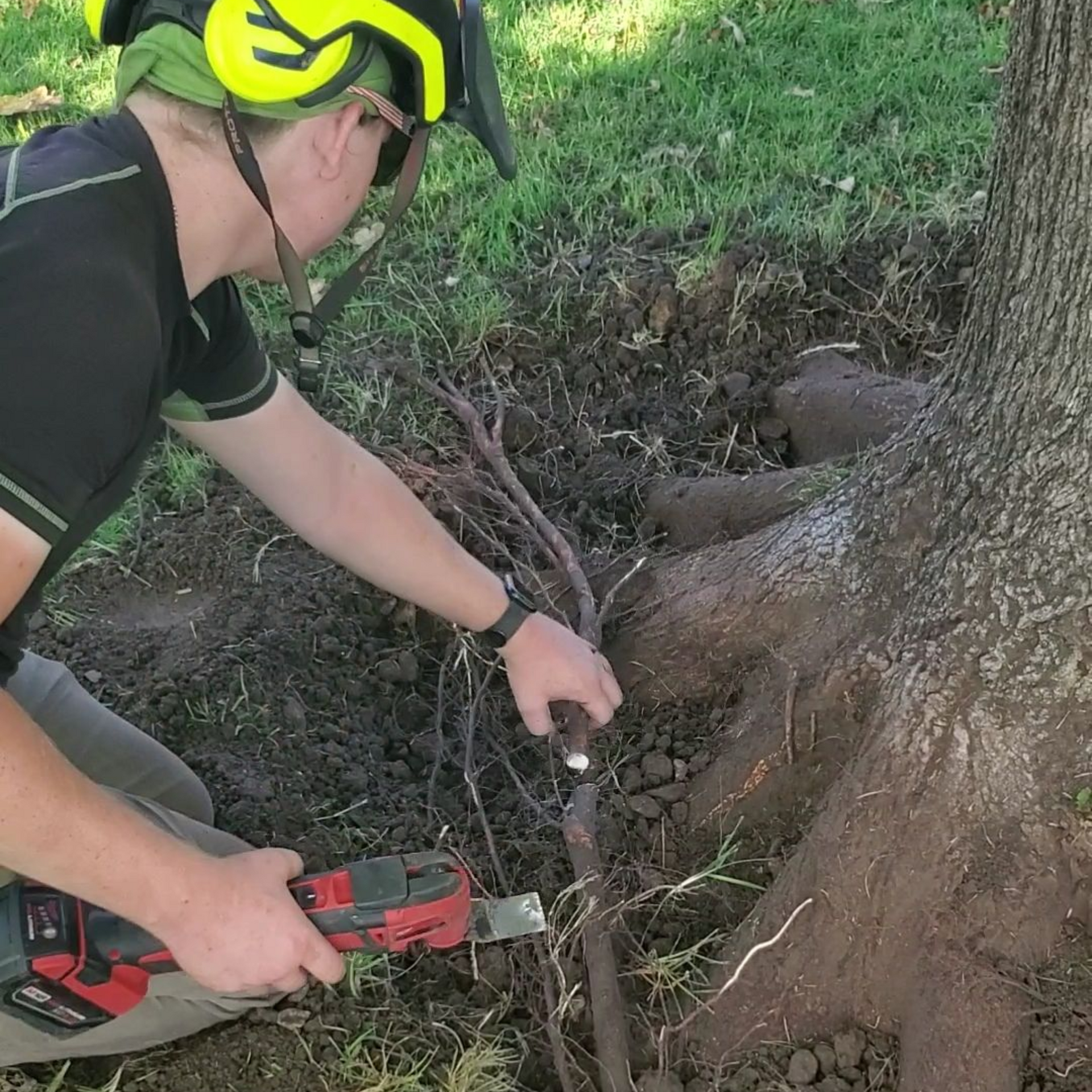 Person using a red chainsaw near a tree trunk and exposed roots outdoors