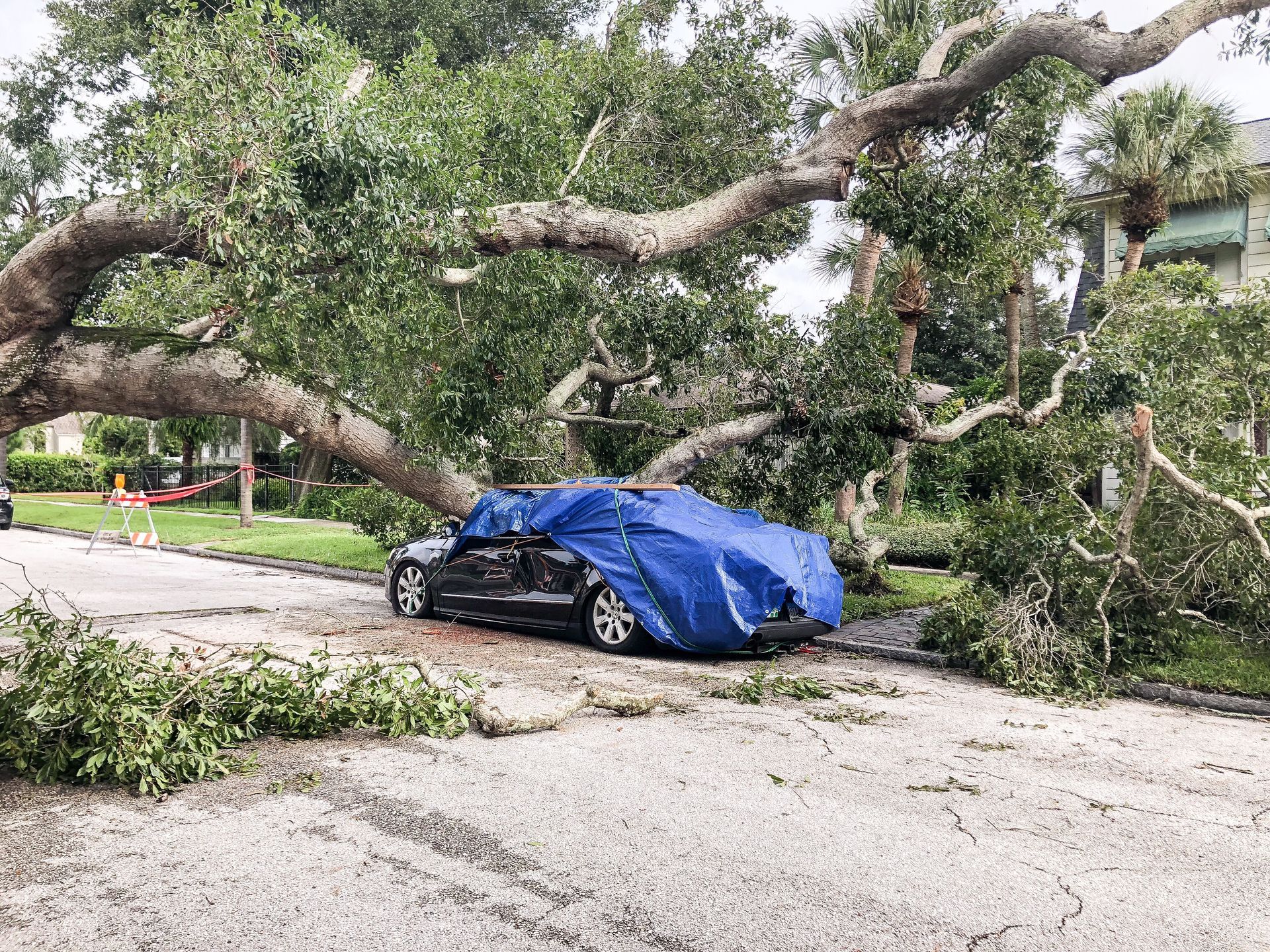 Large fallen tree blocks a street and covers a blue car after a storm