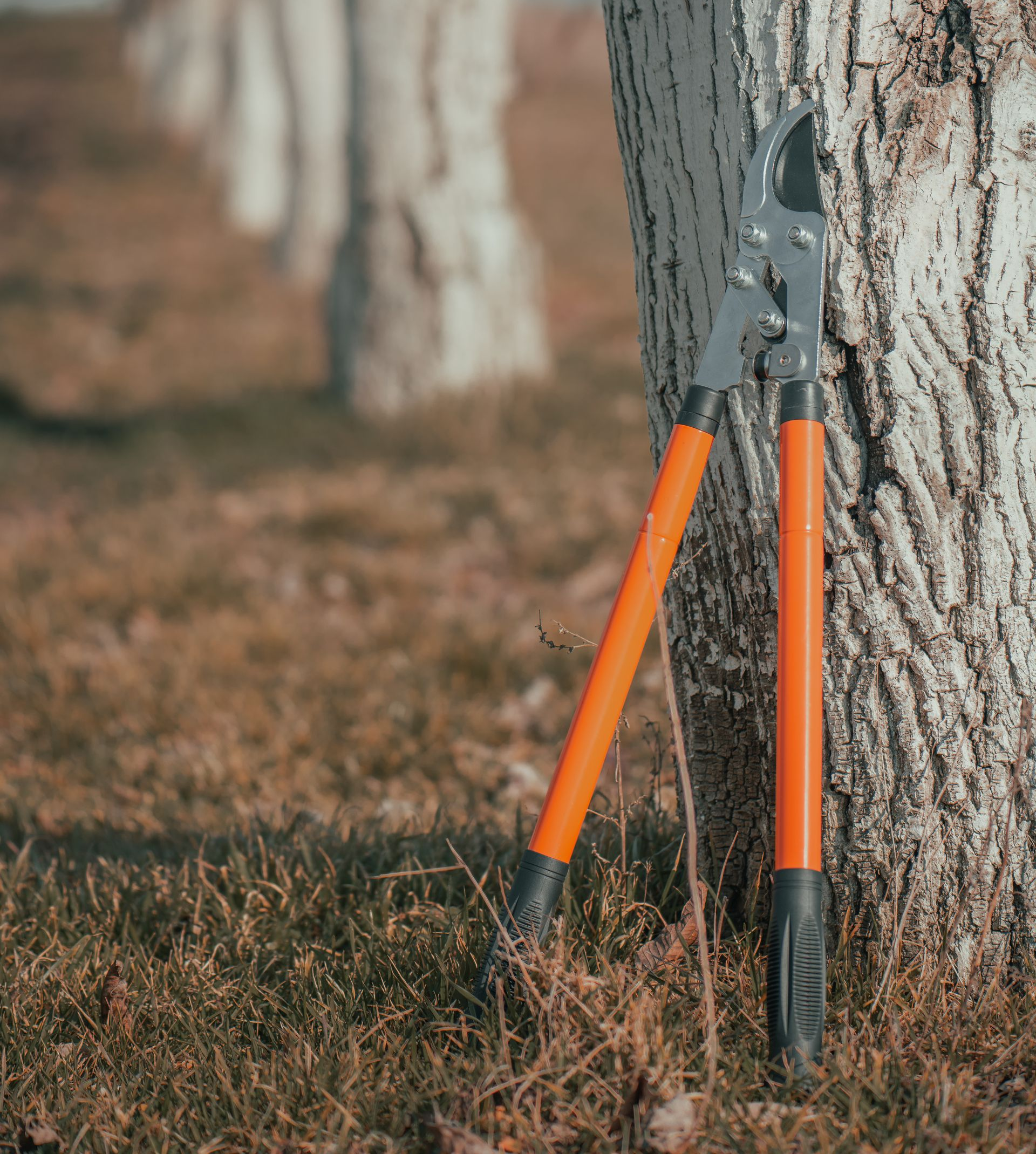 Orange-handled loppers leaning against a tree in a grassy yard