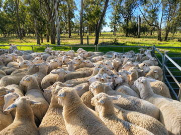 Livestock sales in Lake Cargelligo
