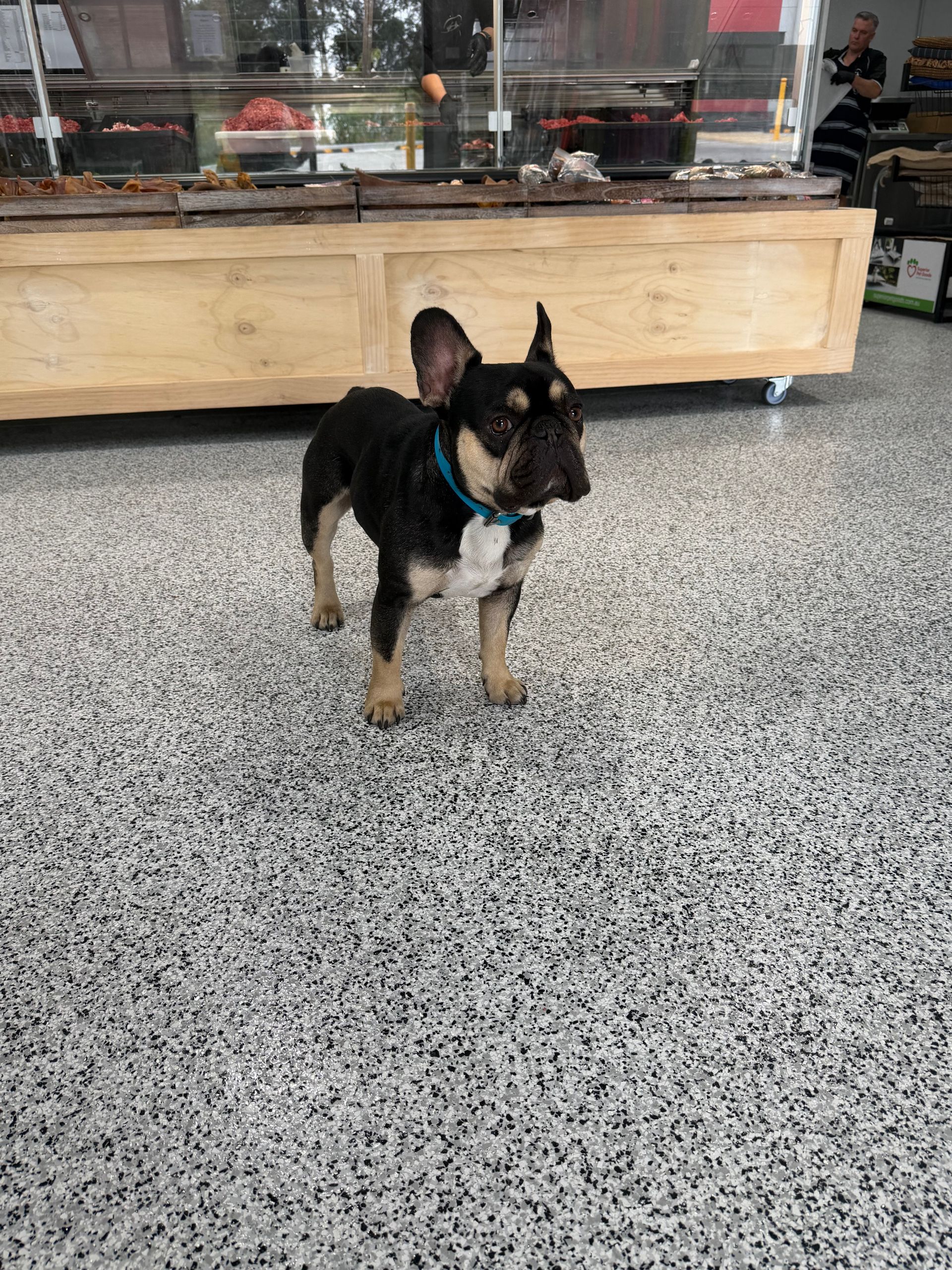 Owners Dog Kurri Kurri NSW