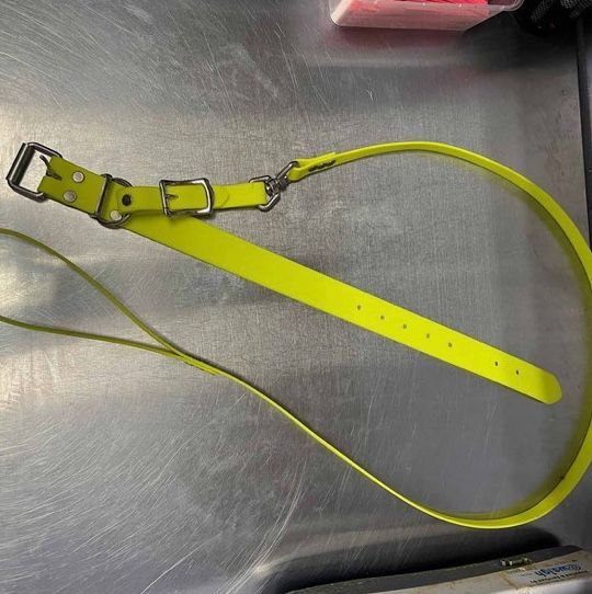 Lead And Collar Buckle