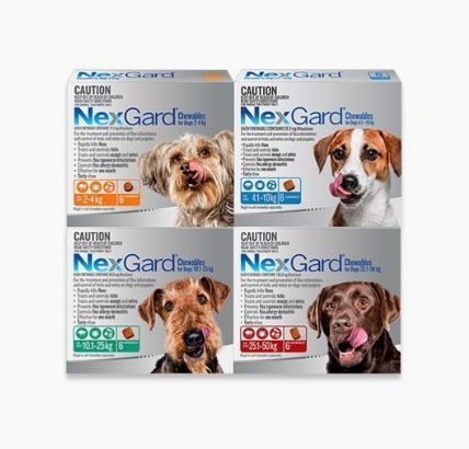 NexGard Chew Flea Treatment 10.1kg - 25kg (6)