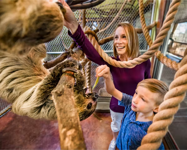 A woman and a child are feeding a sloth from a rope.