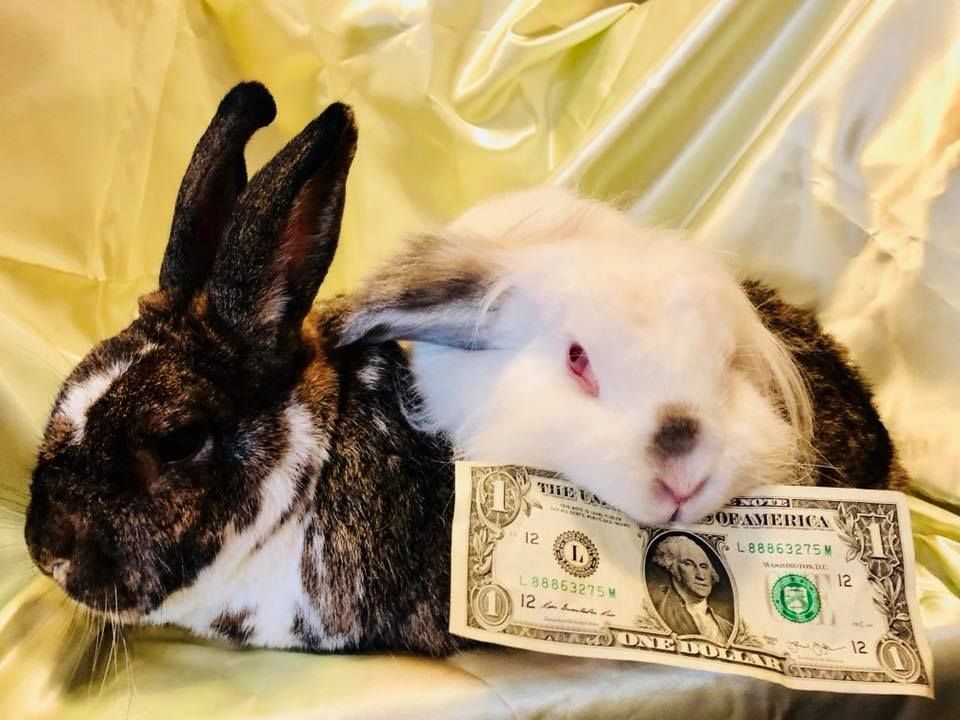 Two rabbits laying next to a one dollar bill