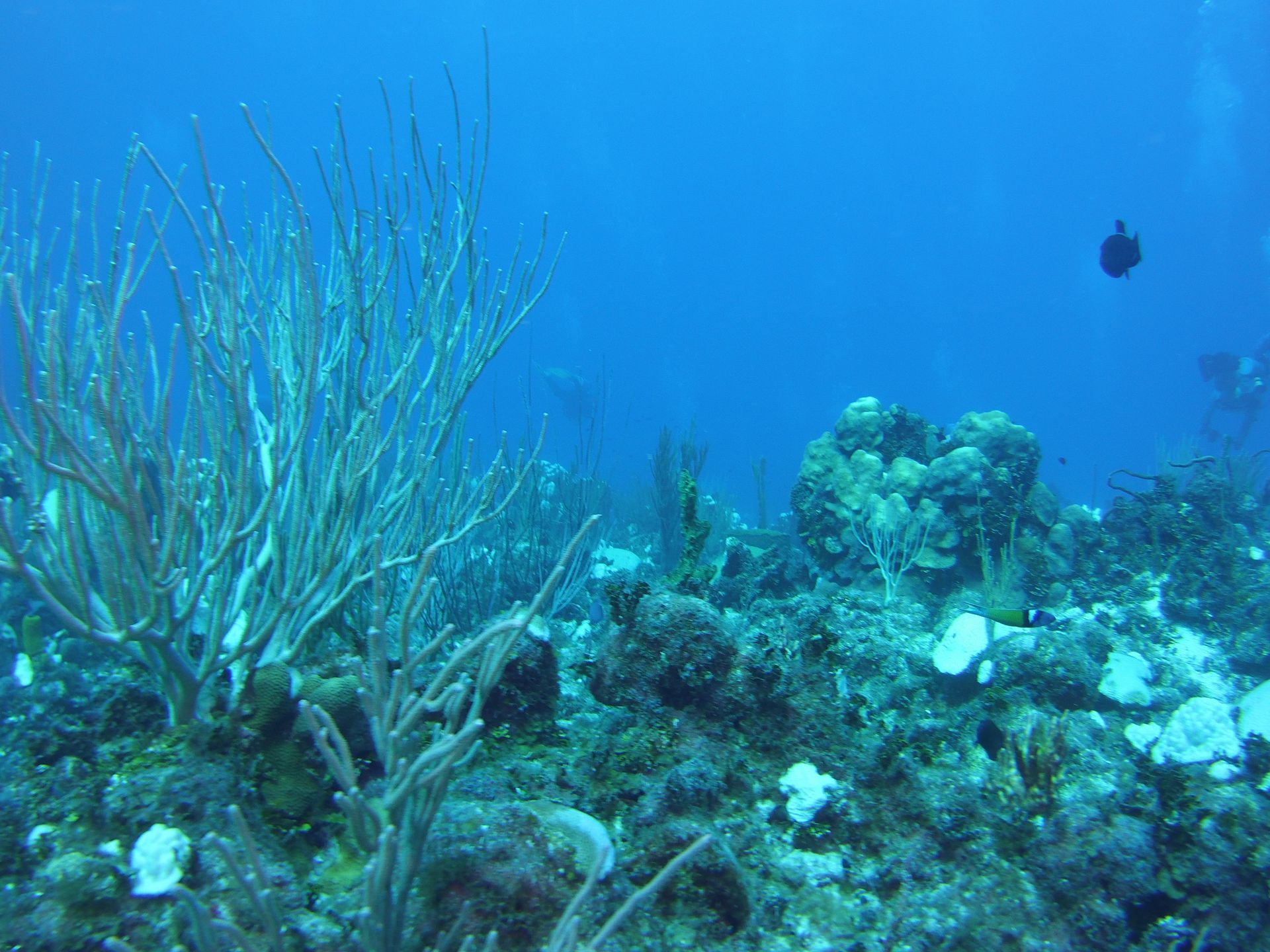 A coral reef in the ocean with a scuba diver in the background.