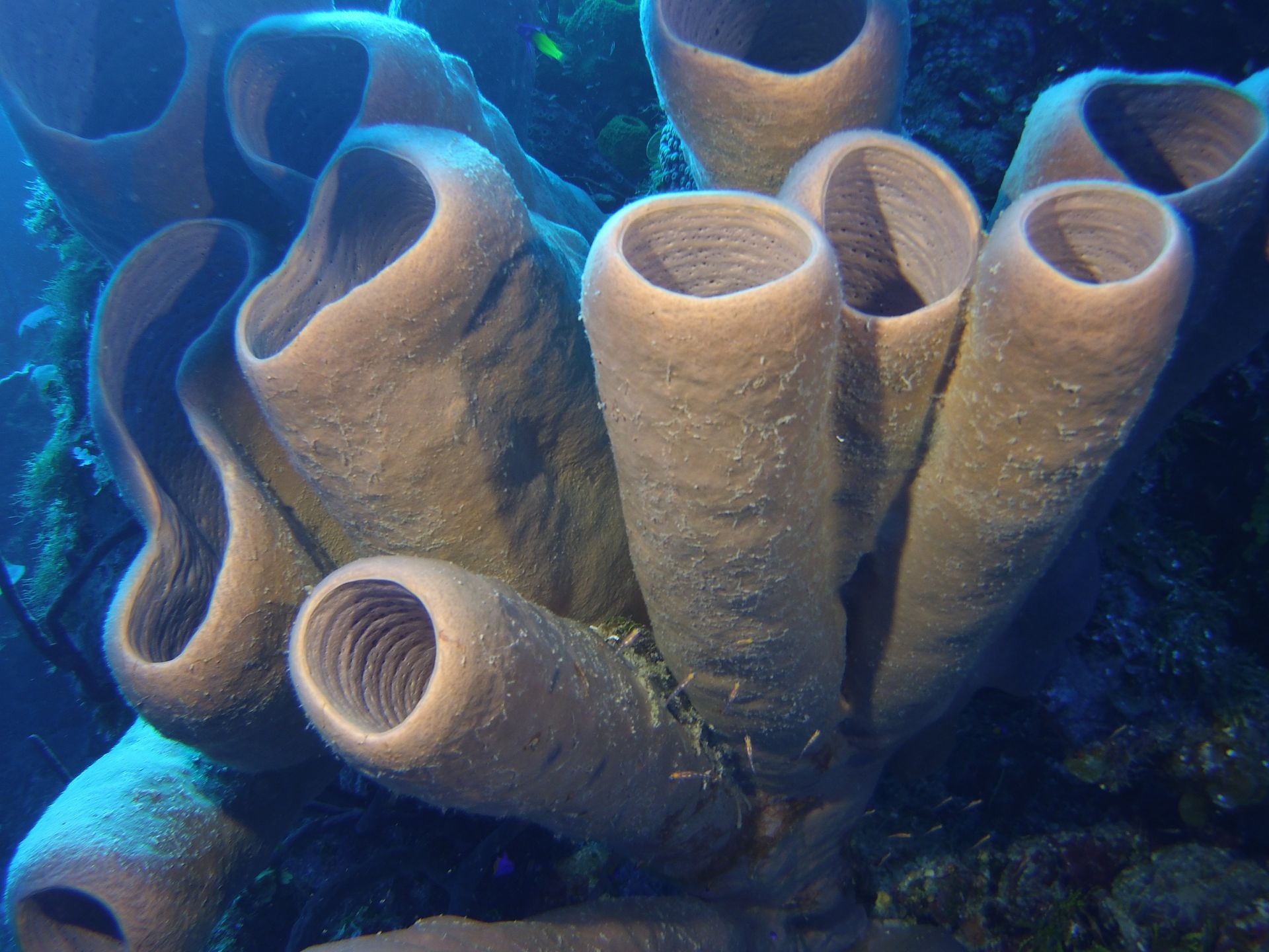 A bunch of sponges are growing on a coral reef