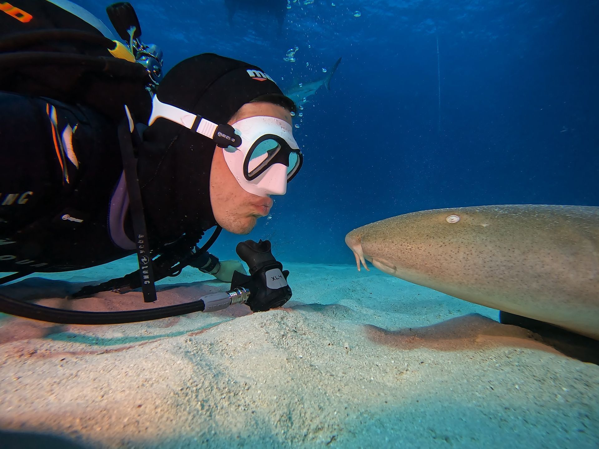A scuba diver is looking at a shark in the water
