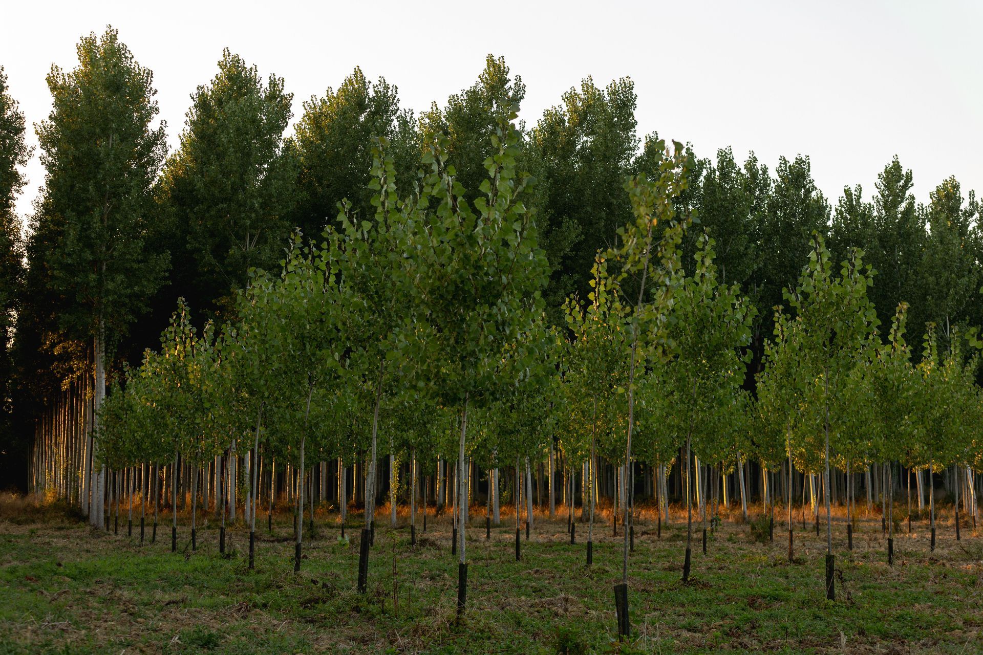 Rows of young green trees in a forest nursery at dusk