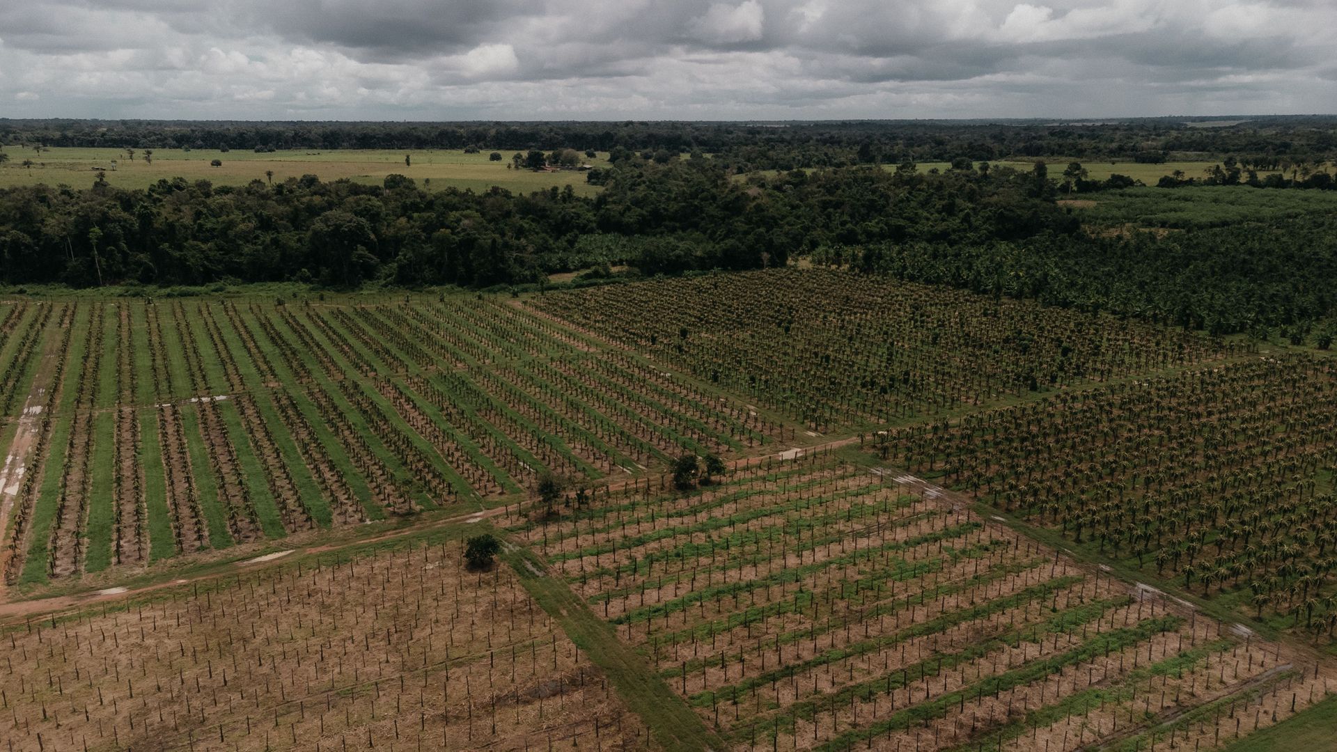Aerial view of a large green crop field under a cloudy sky with a forested horizon