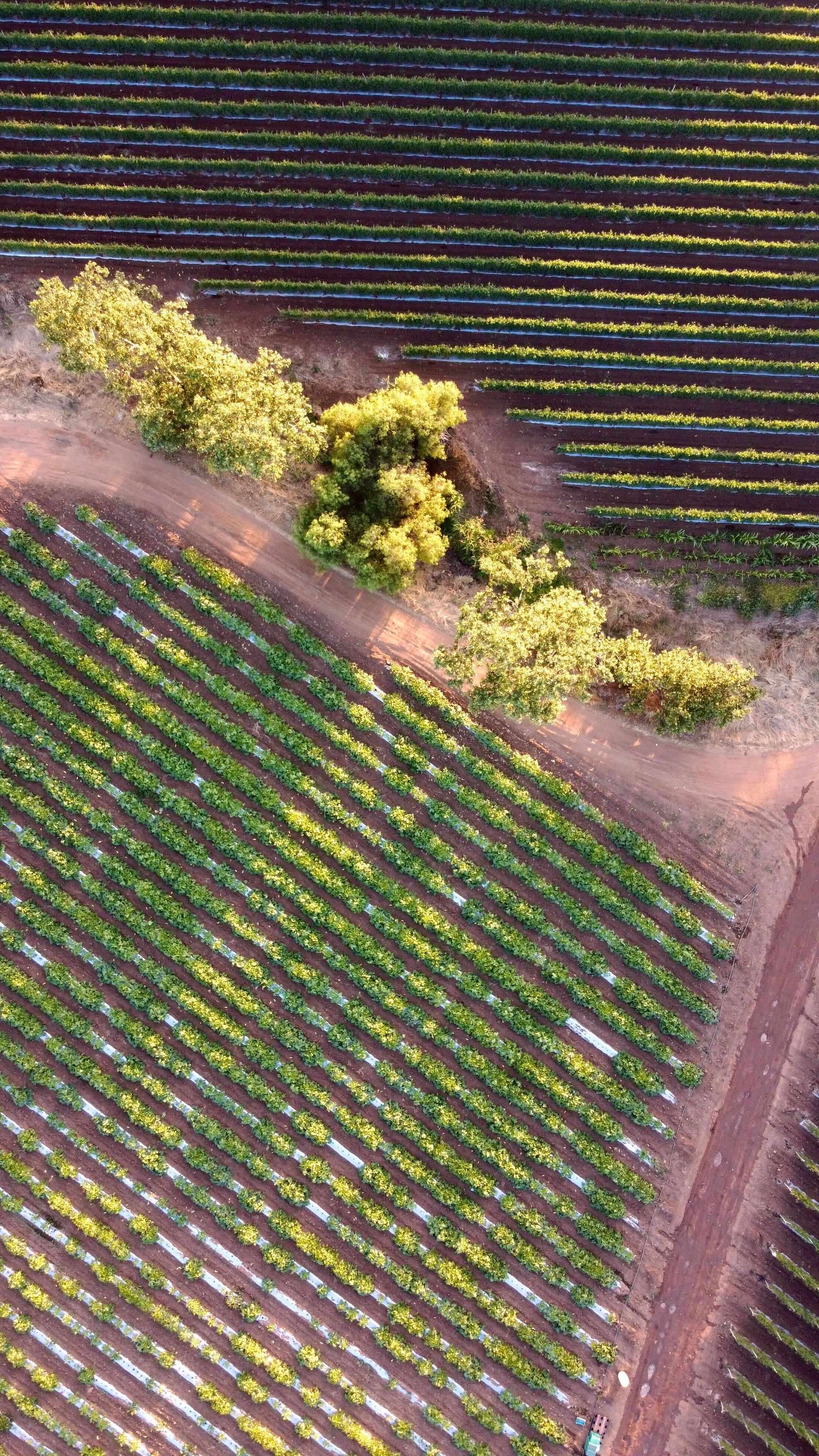 Aerial view of a vineyard with neat rows and a dirt path lined by green trees
