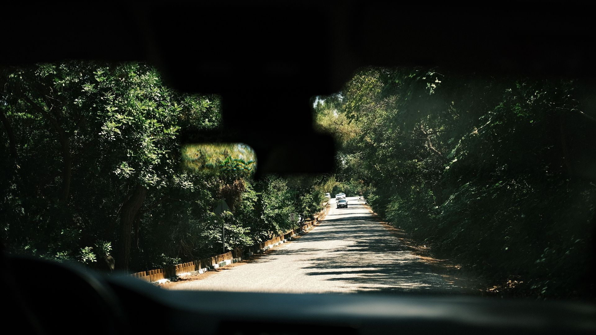 Tree-lined road viewed from inside a car, with sunlight on the pavement and dense green foliage overhead