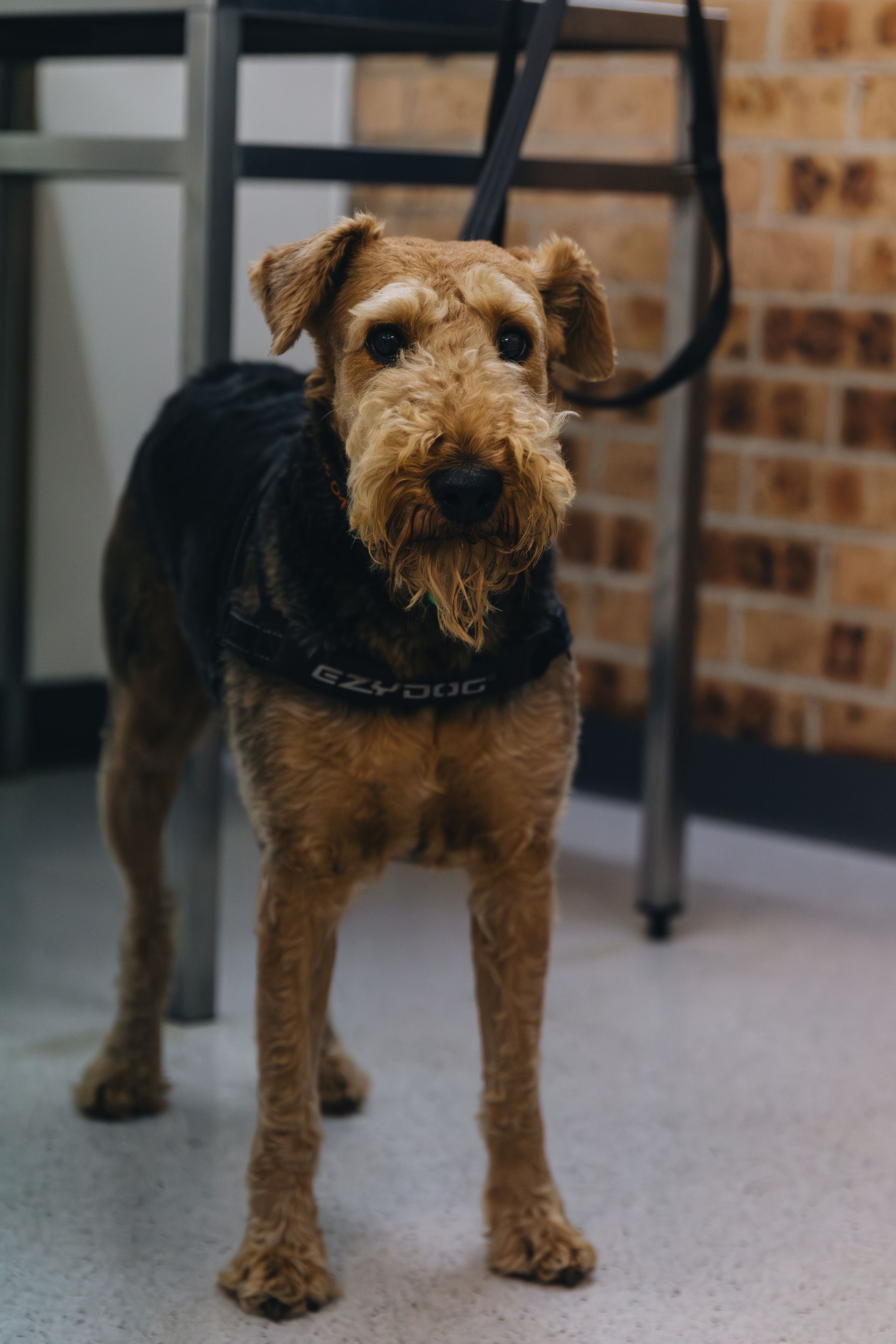 A brown and black dog is standing next to a chair and looking at the camera.