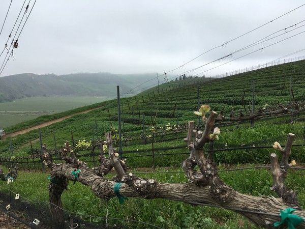 Vineyard on a hillside under a cloudy sky. Rows of grapevines, green grass, and overcast conditions.