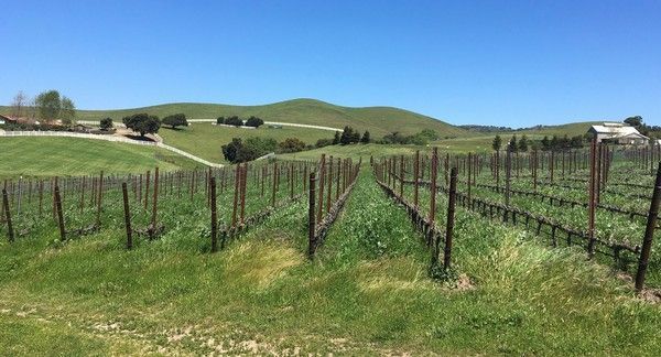 Rows of grapevines in a green field with a rolling hill and blue sky in the background.