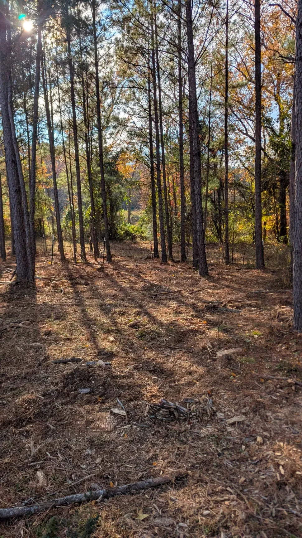 Sunlit forest with tall trees and a leaf-covered ground in autumn colors