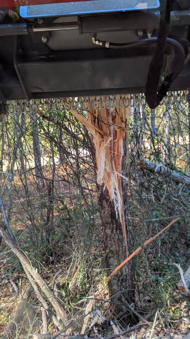 Blue vehicle stuck against a tree in a wooded area, with bark stripped from the trunk