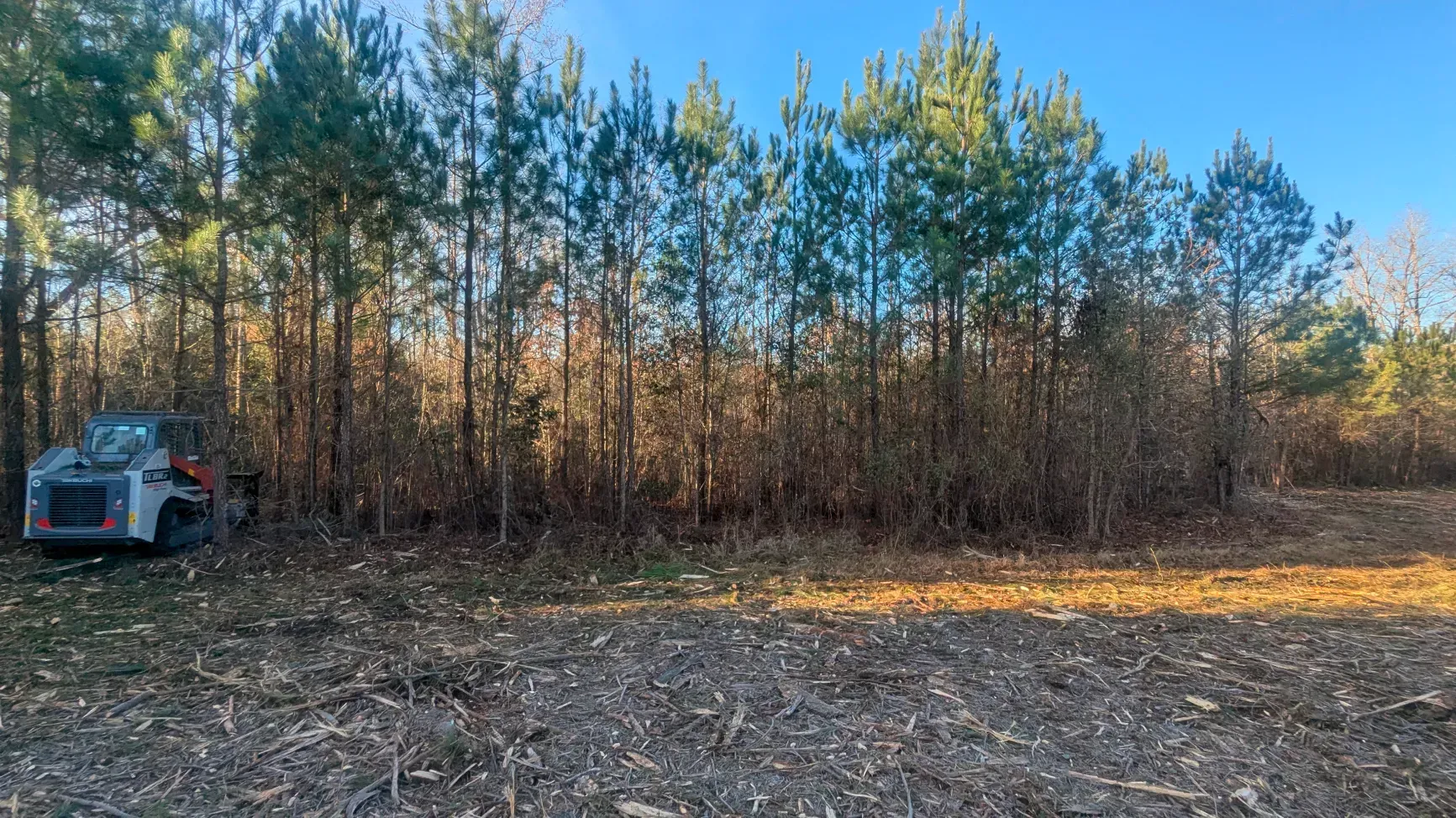 Parked SUV beside a line of autumn trees in a sunlit dirt clearing