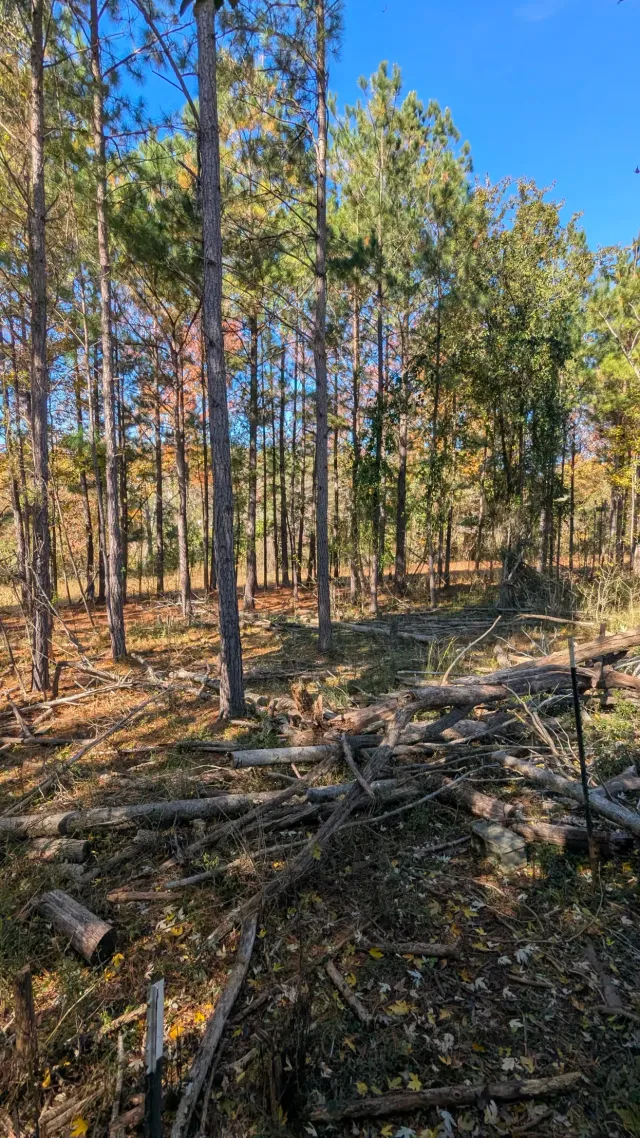 Sunlit forest with tall pine trees, dry undergrowth, and fallen branches on the ground.