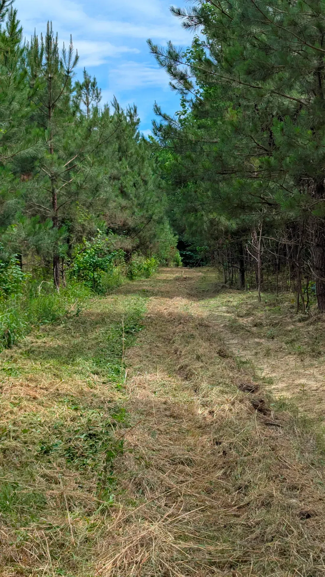 Narrow dirt path through green pine trees under a blue sky