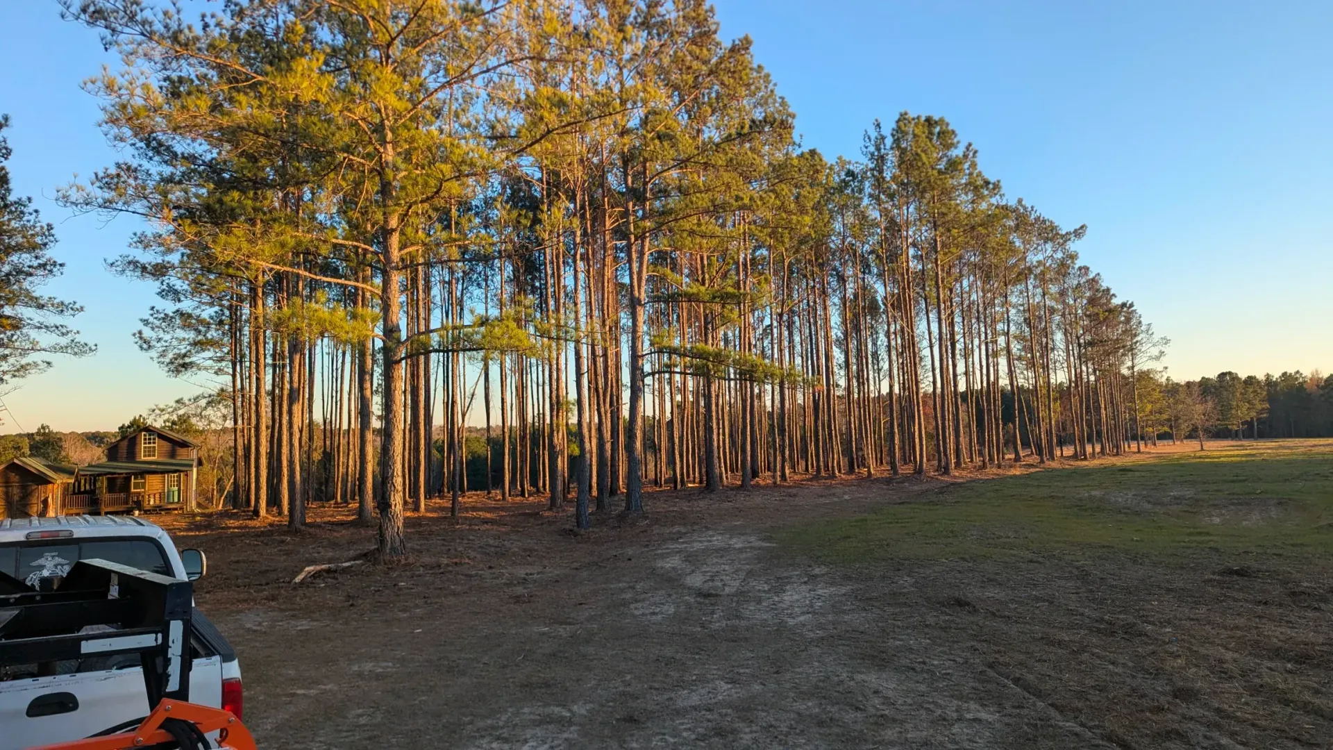 Sunlit row of tall trees beside a grassy field at sunset, with an orange vehicle at left foreground