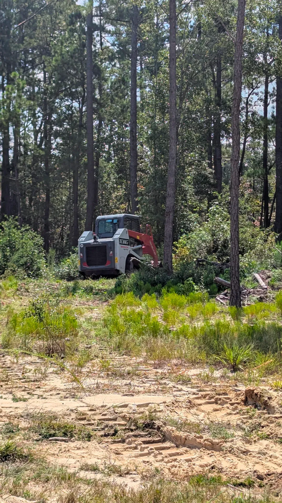 Small excavator clearing land in a sunlit pine forest.