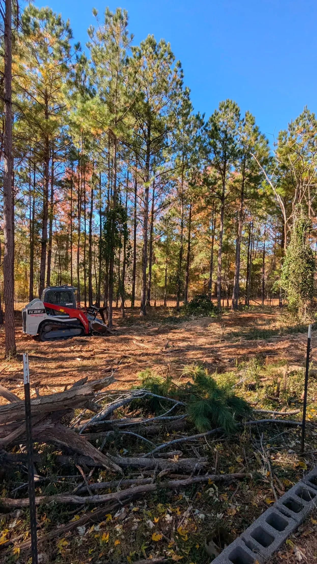 Cleared forest lot with tall pine trees and a small red tractor near brush piles under a blue sky