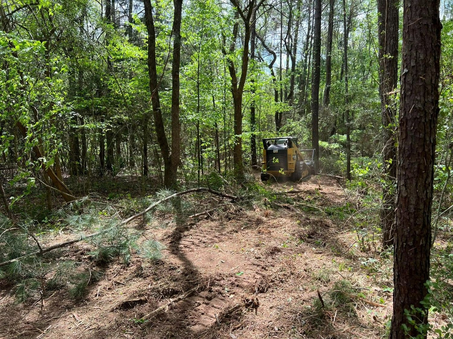 Wooded trail with trees and a small shed in the distance, sunlight filtering through the forest