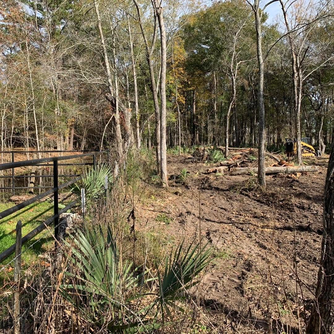 Dry wooded area with sparse trees, fallen leaves, and a black fence along the left side.