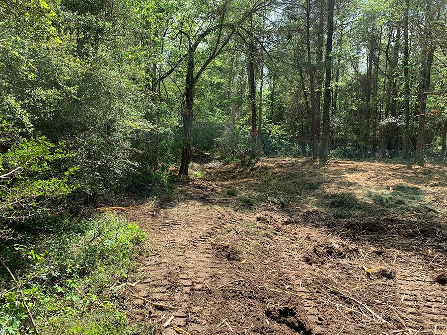 Sunlit wooded trail with a dirt path and dense green trees on both sides