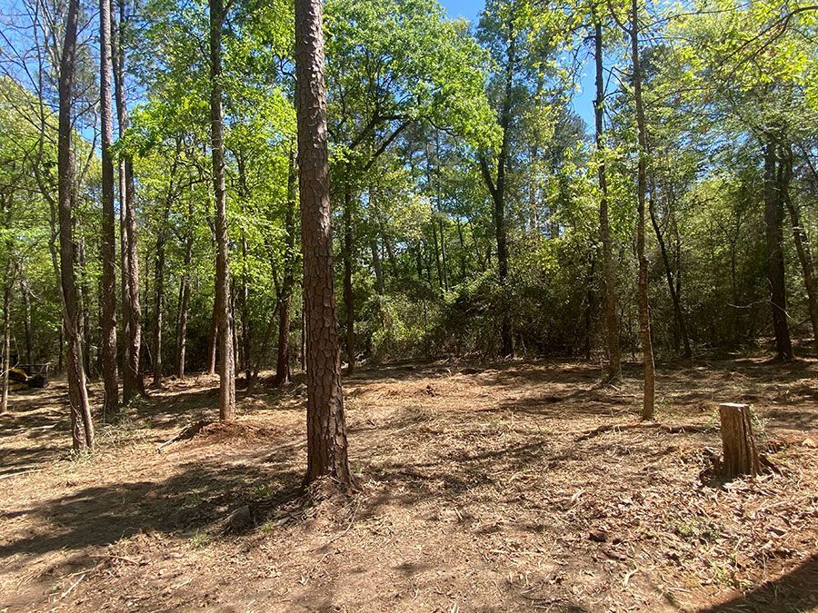 Sunny wooded clearing with tall trees, sparse undergrowth, and dry leaf-covered ground.