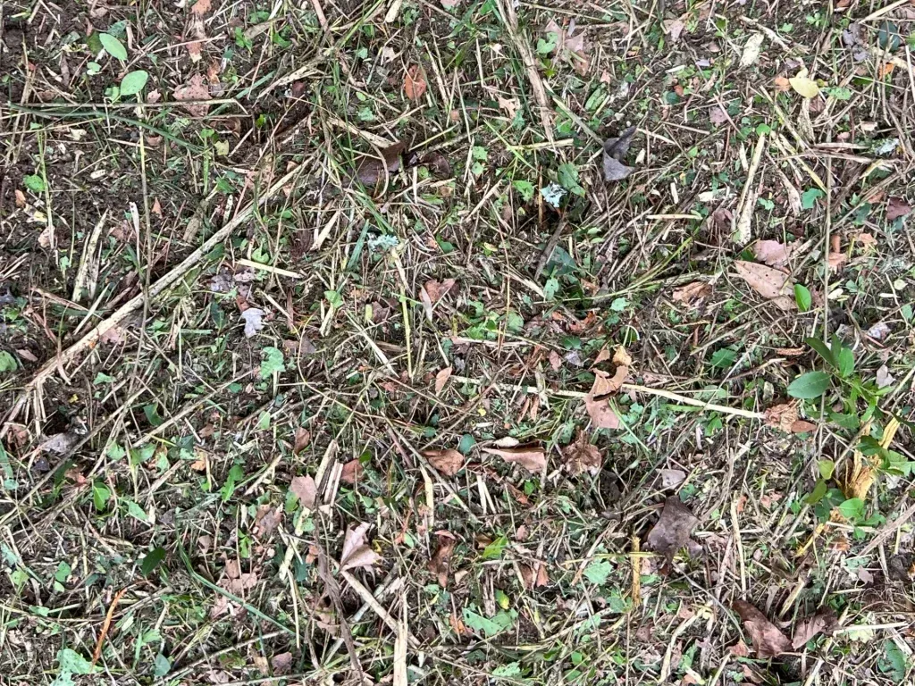 Forest floor with dry leaves, twigs, green plants, and scattered debris.
