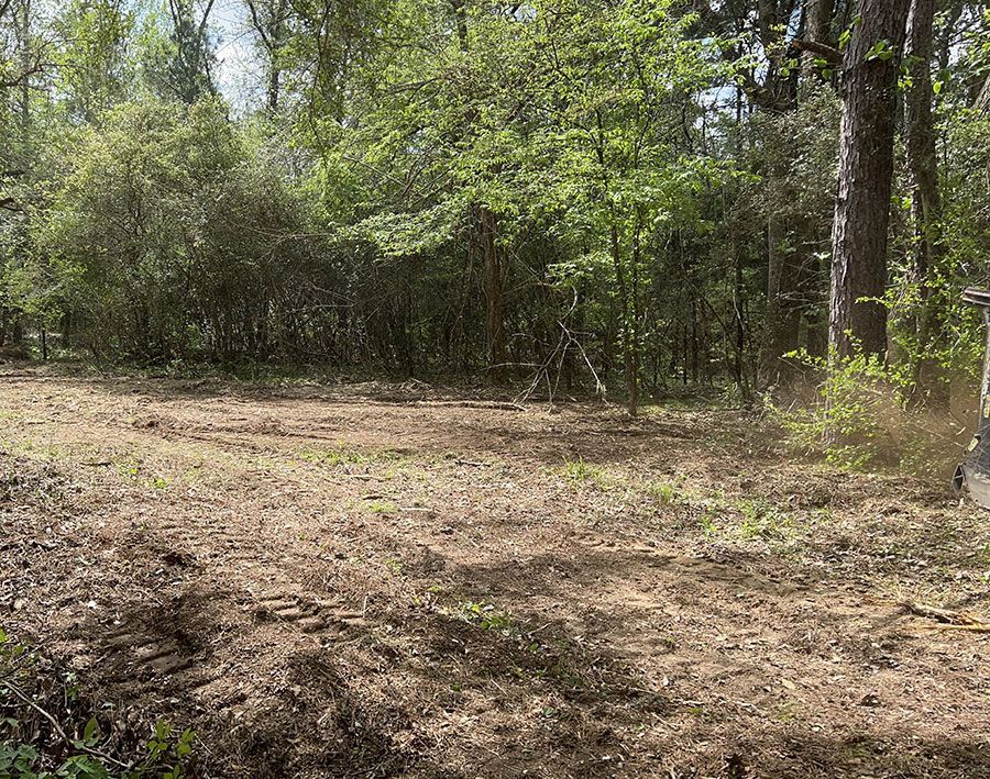 Cleared dirt patch in a wooded area with trees and brush in daylight