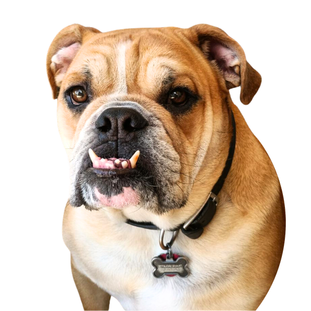 Brown bulldog with a black collar and tag, facing forward against a white background