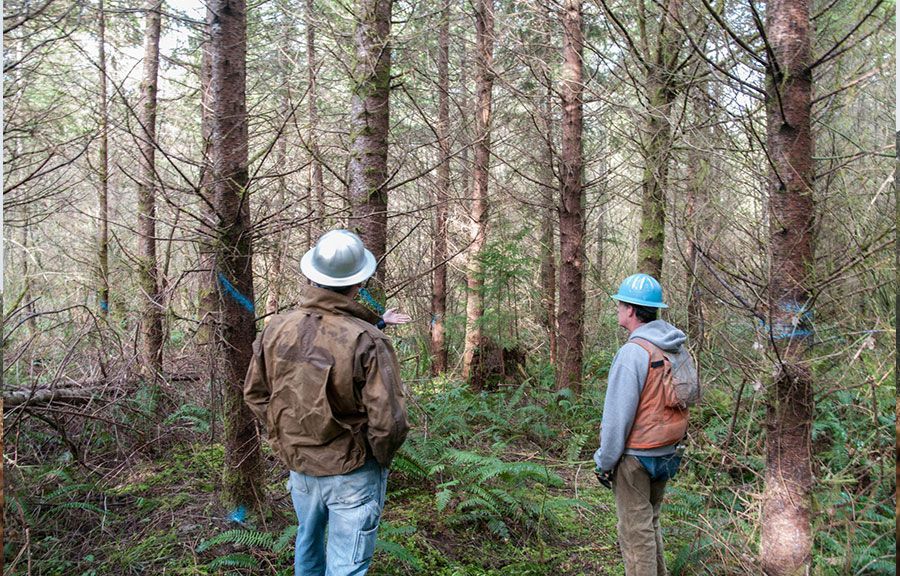 Two people in hard hats stand in a forest, looking at the trees.