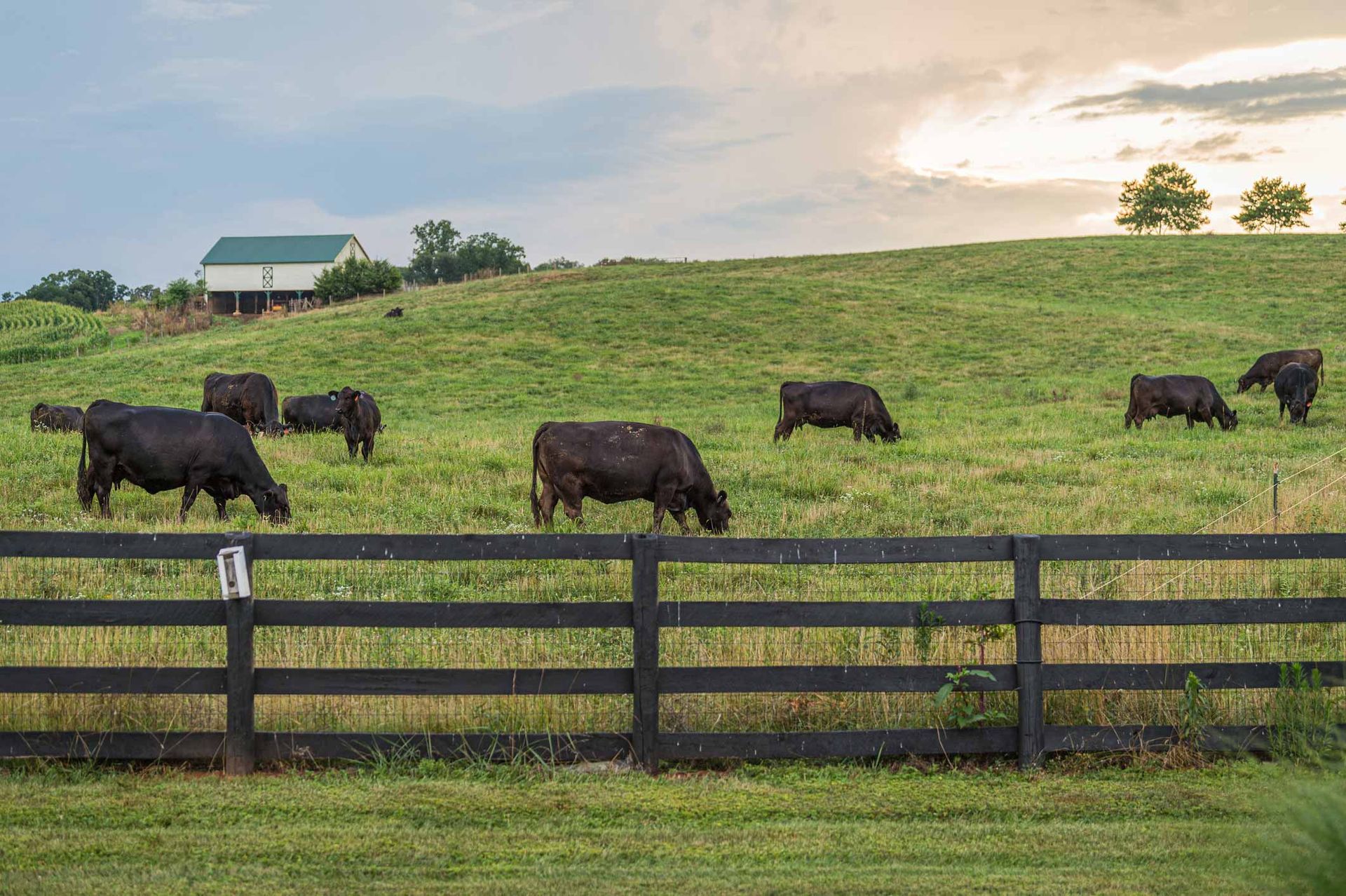 A Herd of Cows Grazing in A Grassy Field Behind a Wooden Fence | Cranbourne, VIC | Cranbourne Fencing Pty Ltd