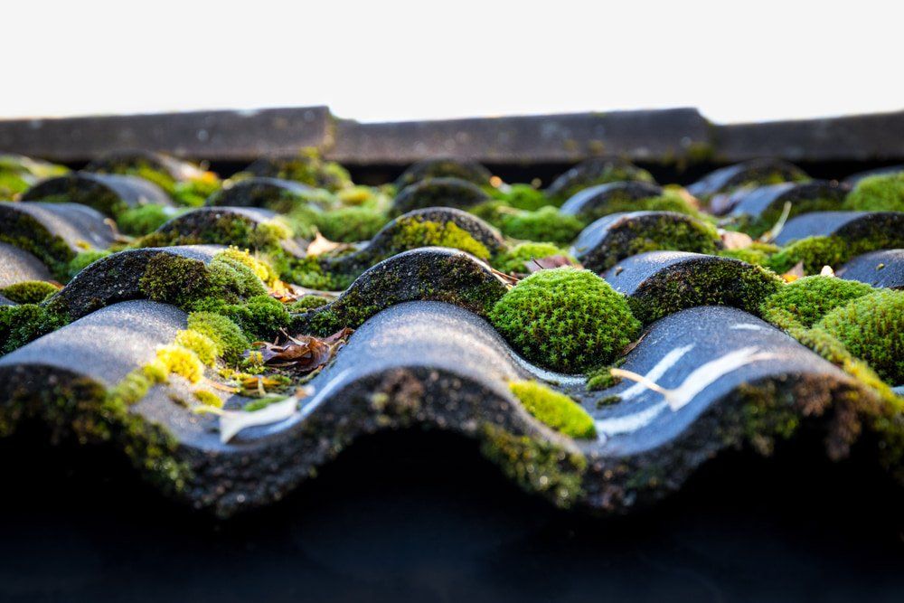 A Close Up of a Roof With Moss Growing on It — Stormguard Roofing In Caloundra, QLD
