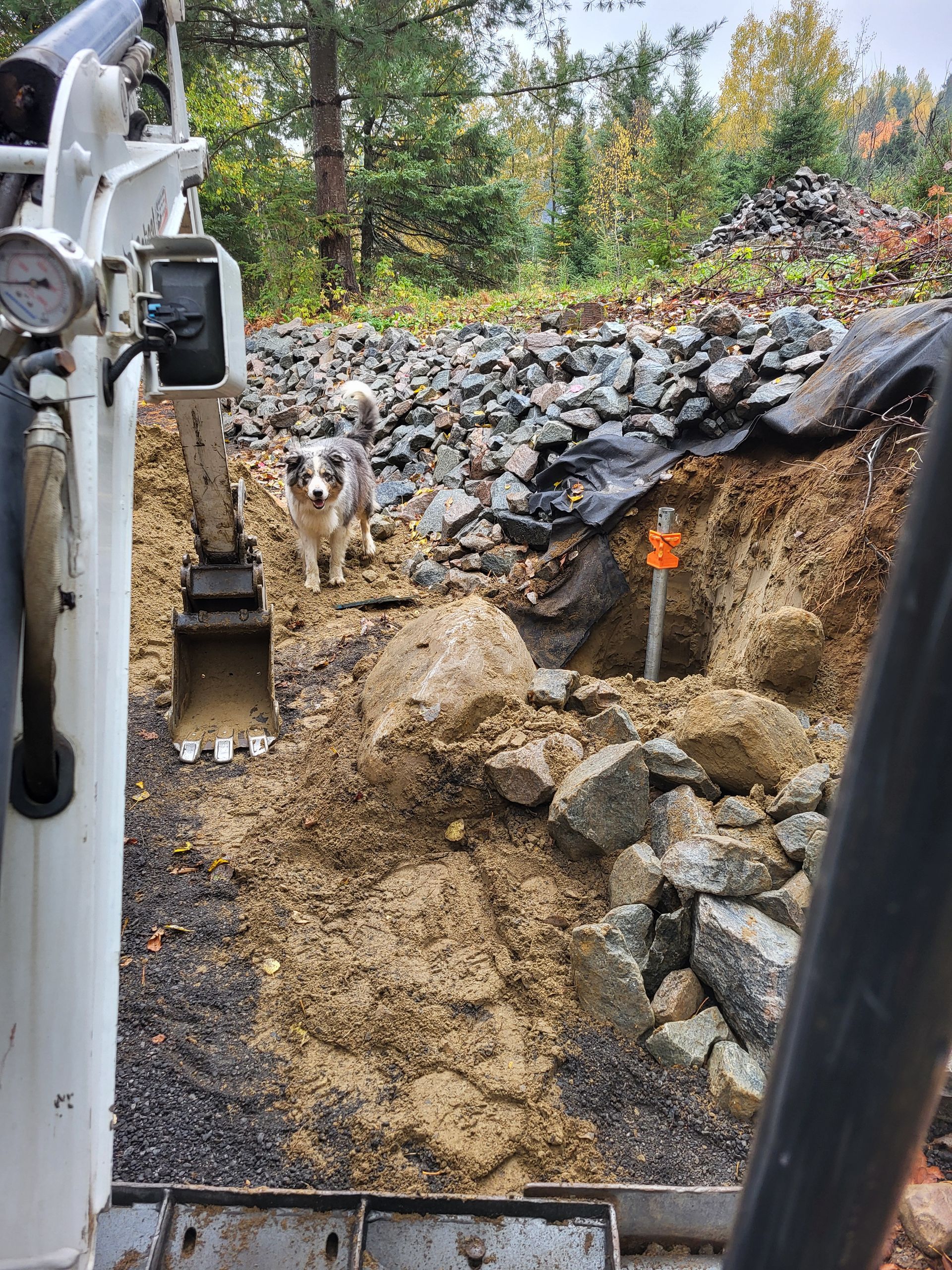 Un chien se tient à côté d'un bulldozer qui creuse un trou dans le sol.