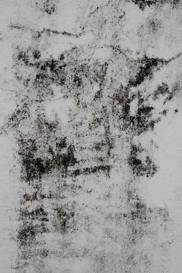 Mold Remediation Services in Everett, WA