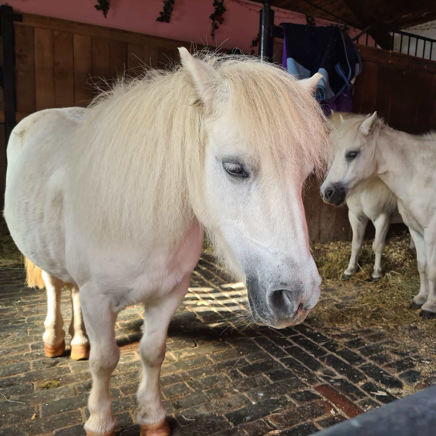 Pet a pony at Park Hall Farm