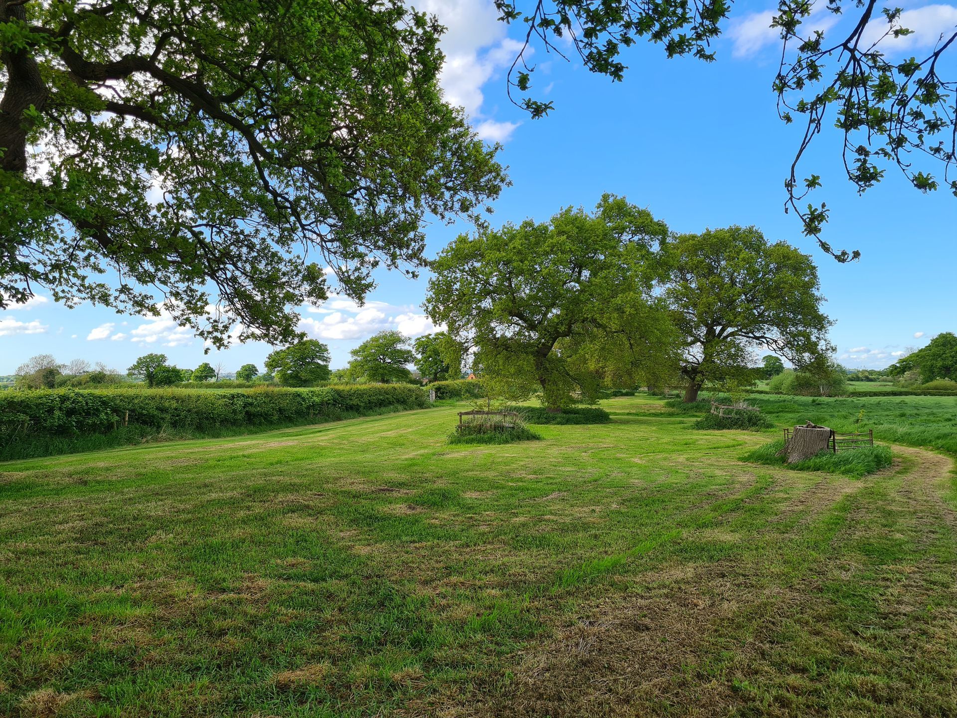 view of oak trees in a field on a sunny day