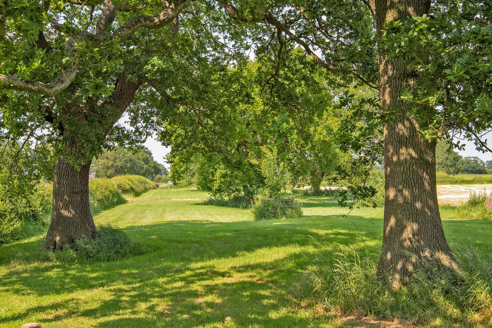 Oak Acre avenue of oak trees in the countryside